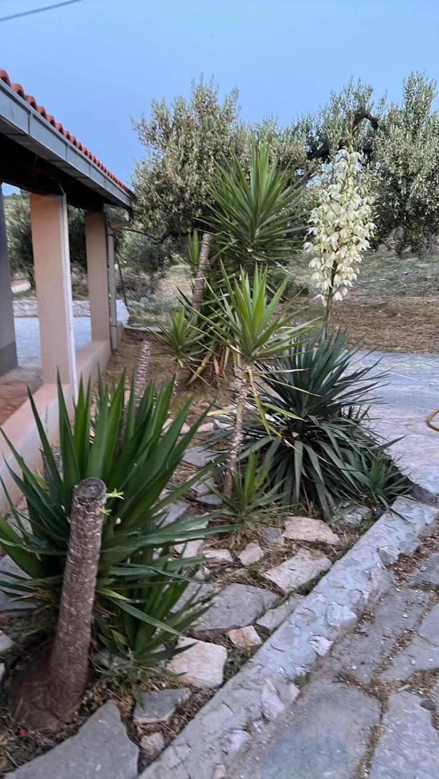 Maslina House Villa Sutivan ภายนอก รูปภาพ